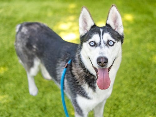 RIGATONI - Siberian Husky available for adoption