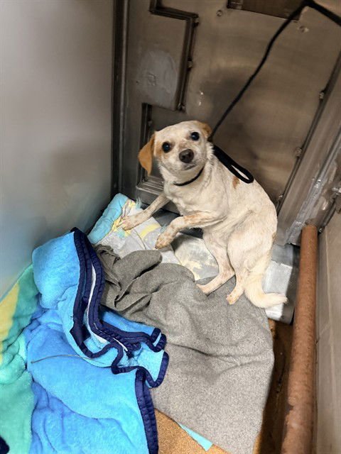 TOAST - Chihuahua available for adoption