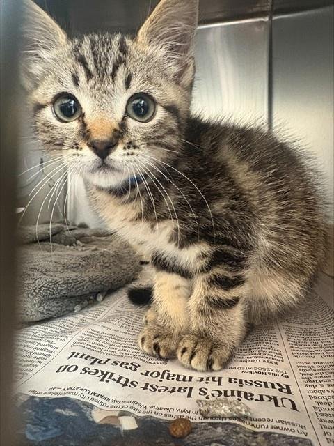 MOOSE - Domestic Short Hair available for adoption