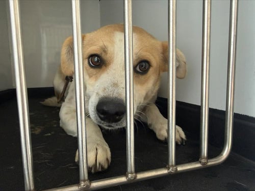 BAILEY - Parson Russell Terrier available for adoption
