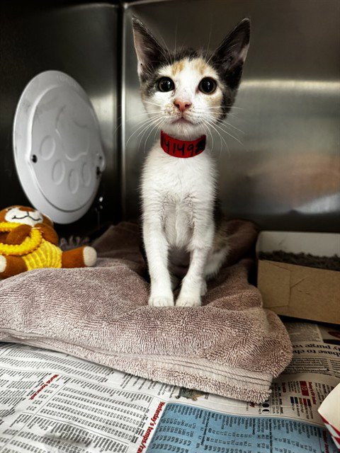 MERCEDES - Domestic Short Hair available for adoption