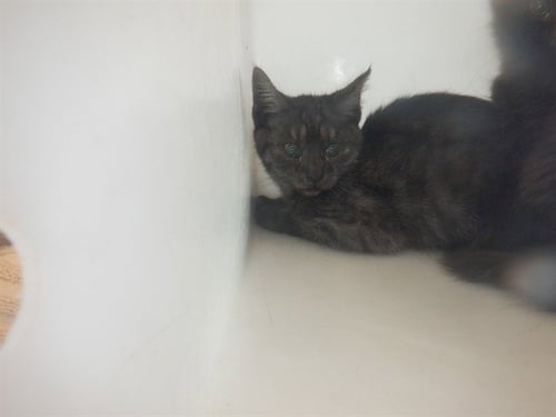 COTTON CANDY - Domestic Short Hair available for adoption