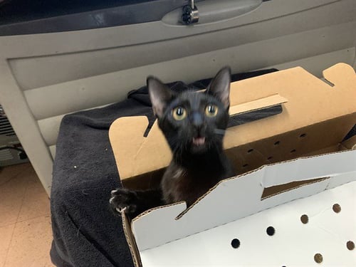 MS POTATOE H - Domestic Short Hair available for adoption