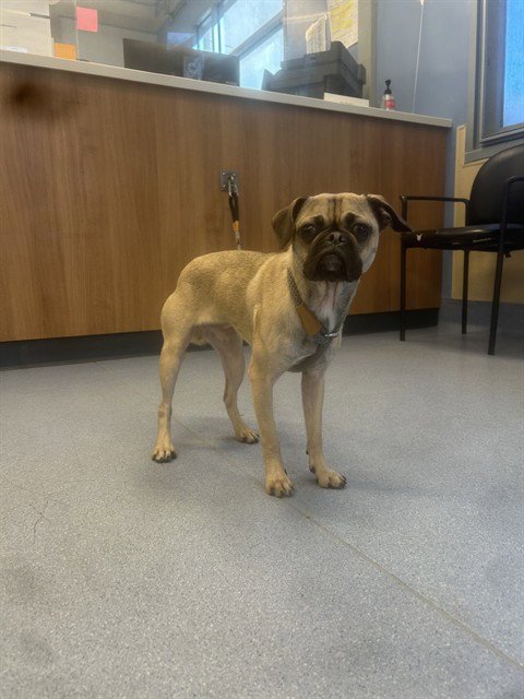 BAMBINO - Pug available for adoption