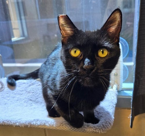 PUMPKIN - Domestic Short Hair available for adoption