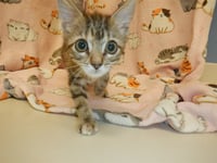 CANDY CORN - Photo 1