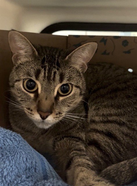 ENID - Domestic Short Hair available for adoption