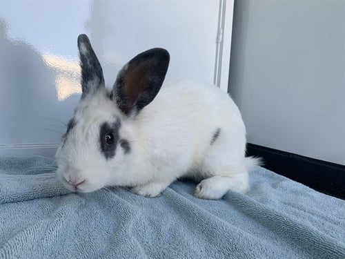 STRATOCASTER - Shorthaired Rabbit available for adoption