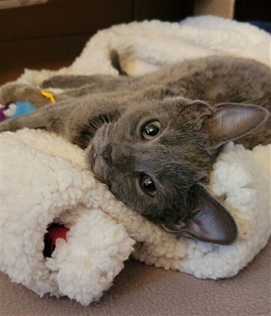 ROXY - Domestic Short Hair available for adoption