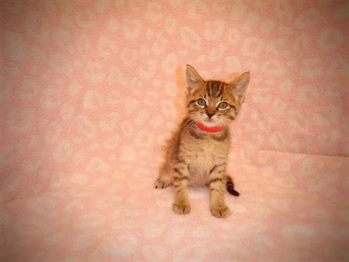 A1411992 - Domestic Short Hair available for adoption