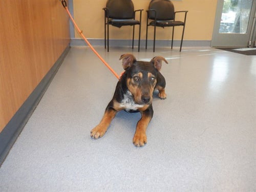 SANNO - Australian Cattle Dog/Blue Heeler / Beagle available for adoption