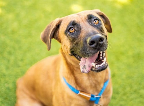 HARLEY - Rhodesian Ridgeback / German Shepherd Dog available for adoption