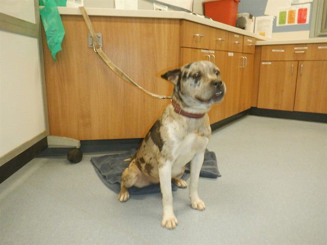 BUTTERSCOTCH - Australian Cattle Dog/Blue Heeler available for adoption