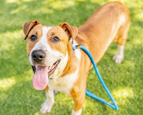 CHANCE - American Foxhound available for adoption