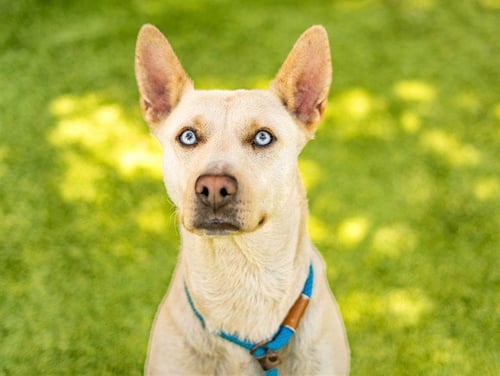 SIERRA - Labrador Retriever / Siberian Husky available for adoption
