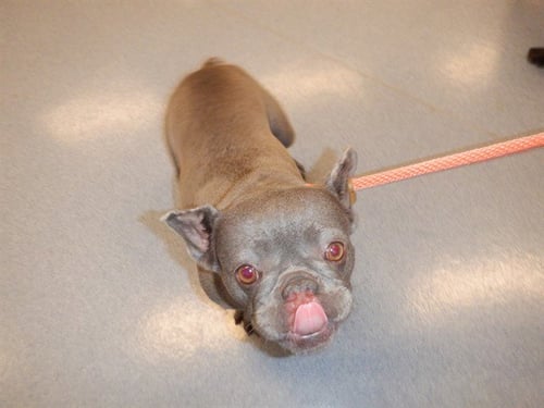 BOO - French Bulldog available for adoption