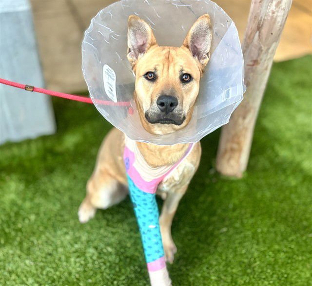 FEN - Carolina Dog available for adoption