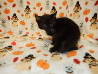 A1414852 - Photo 1