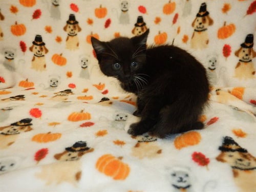 A1414852 - Domestic Medium Hair available for adoption