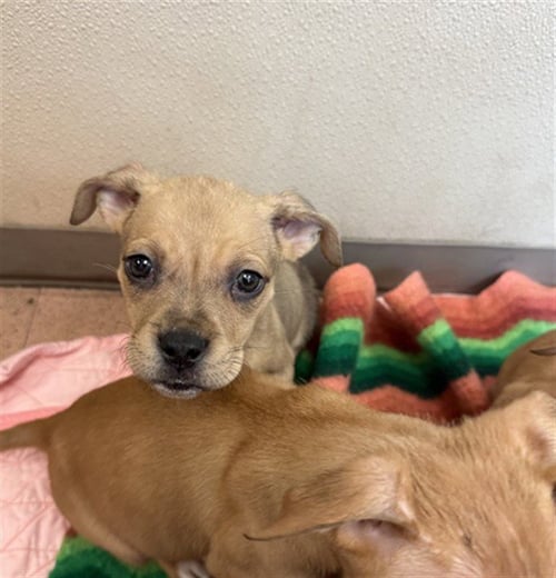 A1404609 - Pit Bull Terrier available for adoption