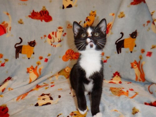TODDY - Domestic Short Hair available for adoption