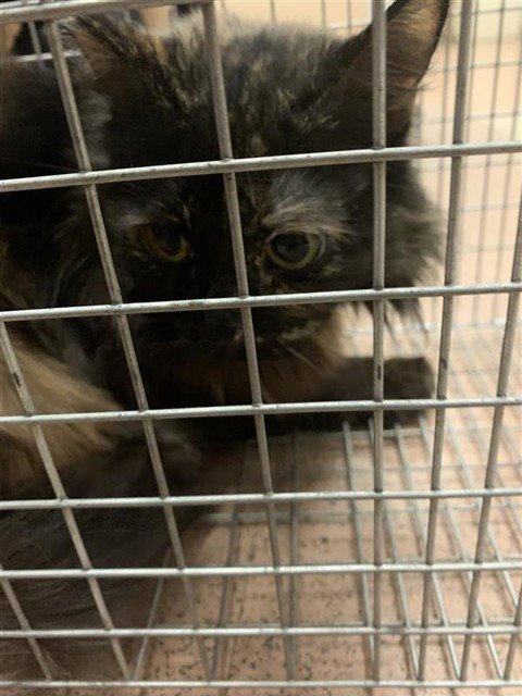 TORTELLINI - Domestic Medium Hair for adoption in Santa Clara