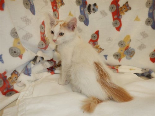 BENNY BLANCO - Domestic Short Hair available for adoption