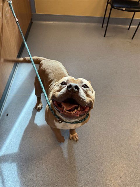 CUTIE - Pit Bull Terrier / American Staffordshire Terrier available for adoption