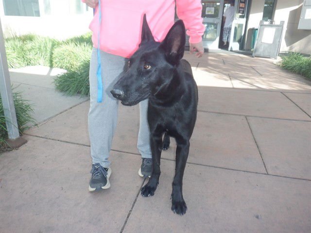 HAWK - German Shepherd Dog available for adoption