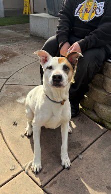 CLARA - Pit Bull Terrier available for adoption