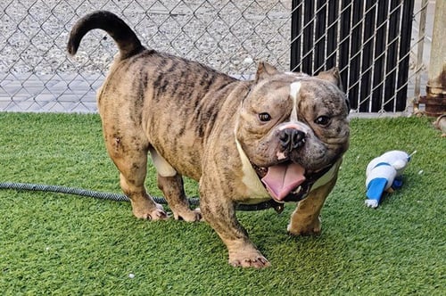 CHARLIE - Bulldog available for adoption