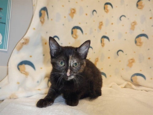 CHARLOTTE - Domestic Short Hair available for adoption
