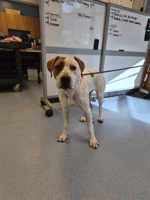 HONEY DEW - Pit Bull Terrier / German Shorthaired Pointer available for adoption