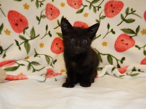 REMINGTON - Domestic Short Hair available for adoption