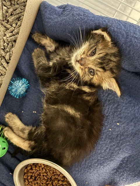 CLIFFORD - Domestic Short Hair available for adoption