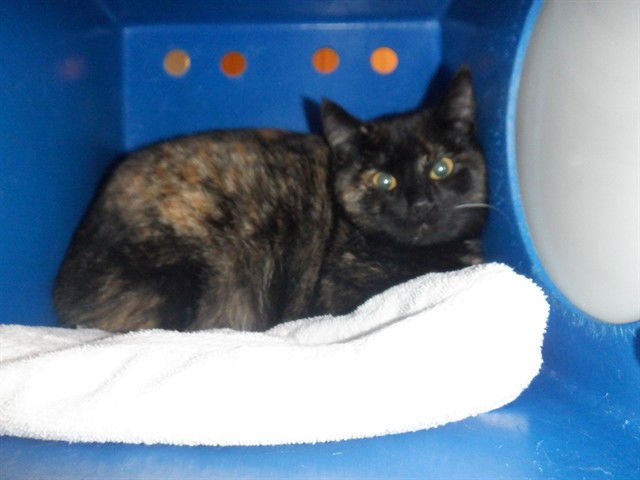 MOONPIE - Domestic Short Hair available for adoption