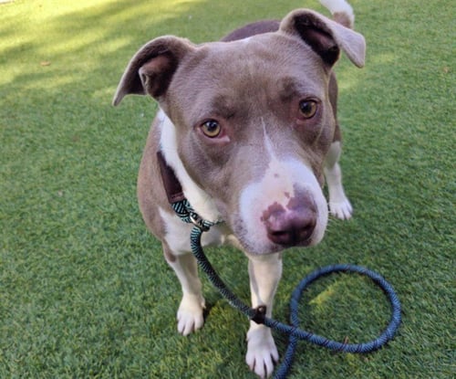 PALOMA - Pit Bull Terrier available for adoption