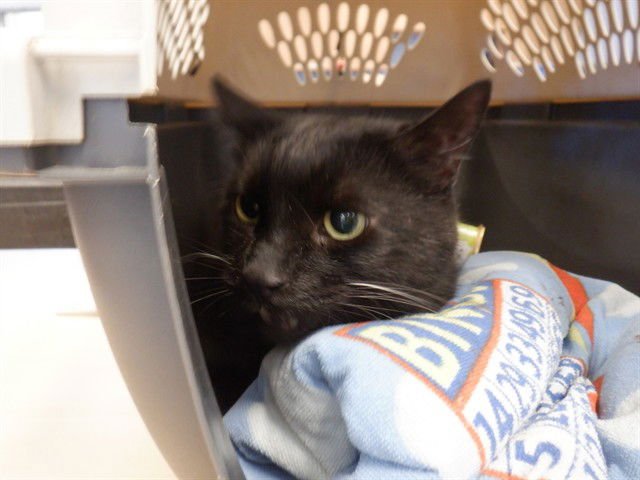 MUNKA - Domestic Short Hair available for adoption