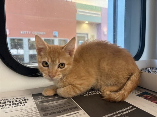 GINGER ALE - Domestic Short Hair available for adoption