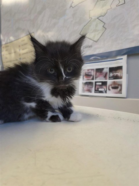 JELLY BEAN - Domestic Medium Hair available for adoption