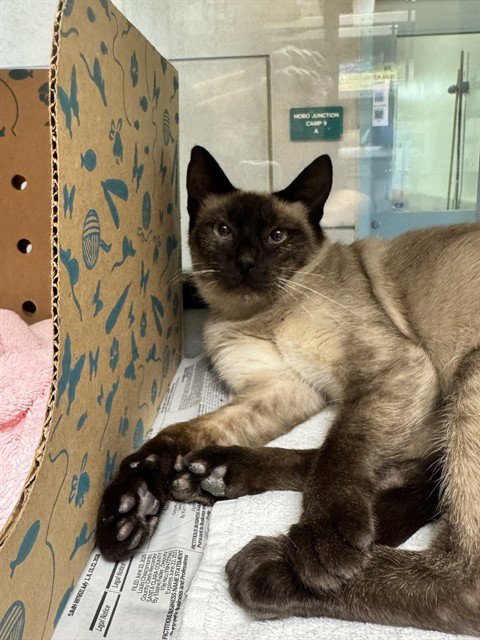 MI AMORE - Domestic Short Hair available for adoption