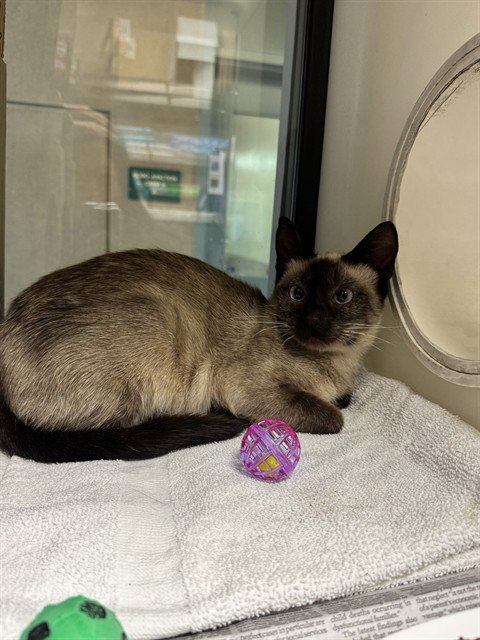MI AMORE - Domestic Short Hair available for adoption