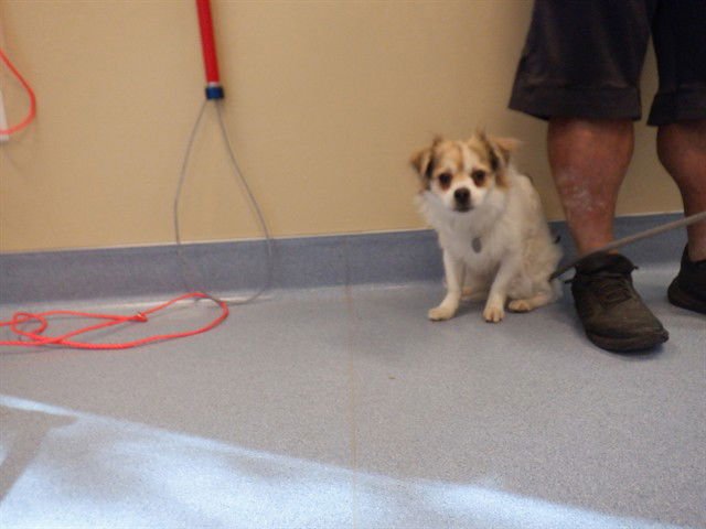 BRODIE - Chihuahua available for adoption