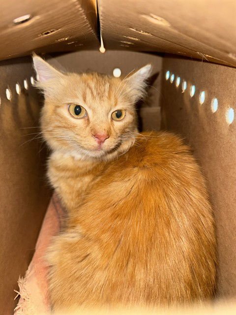 MABLI - Domestic Medium Hair available for adoption