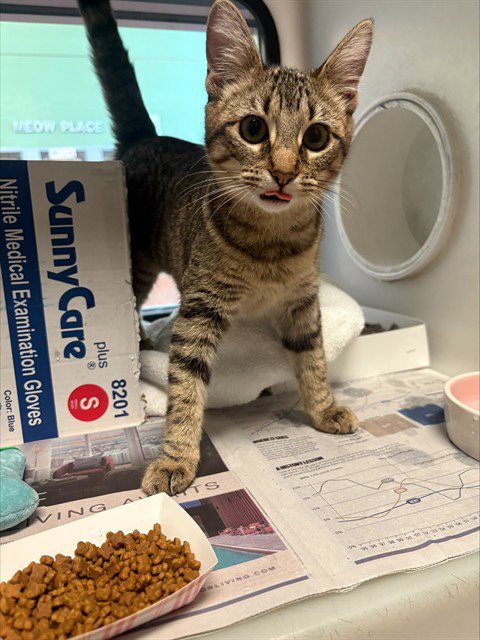 WANDA - Domestic Short Hair available for adoption
