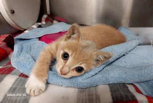 BUBBLE WRAP - Domestic Short Hair available for adoption