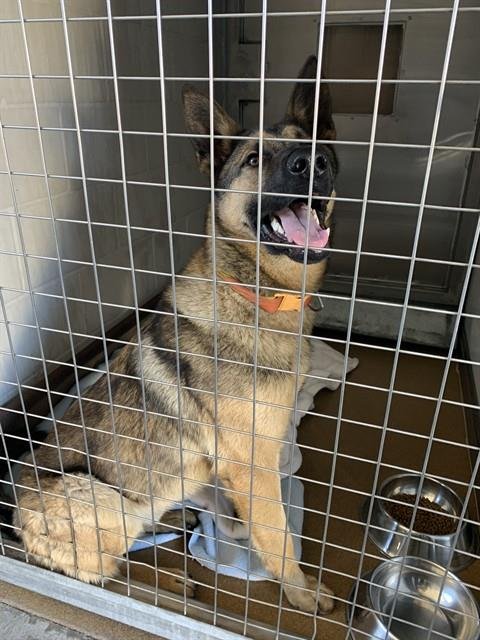 SHERMAN - German Shepherd Dog available for adoption