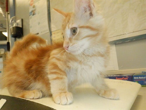 REGALDO - Domestic Short Hair available for adoption