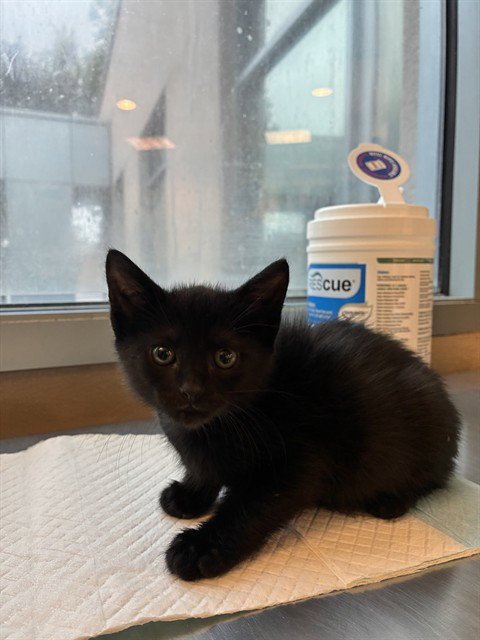 WANDA - Domestic Short Hair available for adoption