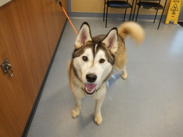 FLUFFERS - Siberian Husky available for adoption